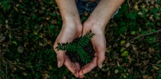 Auftrag Umwelt: Herrschen oder bewahren? Hände mit Pflanze