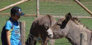 Wildparadies lässt Besucher biblische Tiere entdecken