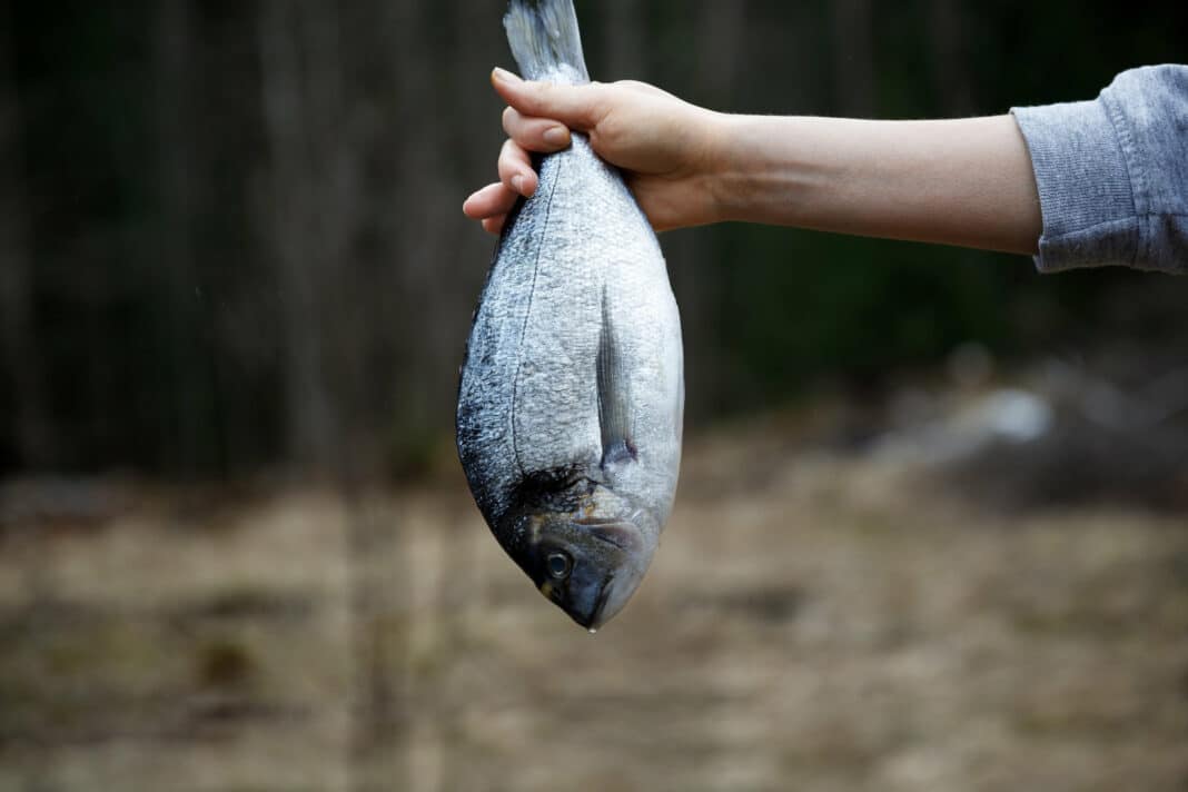 Hand hält einen gefangenen Fisch