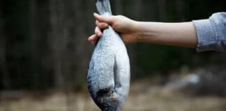 Der Fisch stinkt vom Kopf – wie leite ich richtig? Hand hält einen gefangenen Fisch