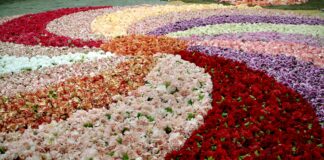 Wie und warum feiert die katholische Kirche Fronleichnam? Eine bunte Blumenspirale liegt auf dem Boden.