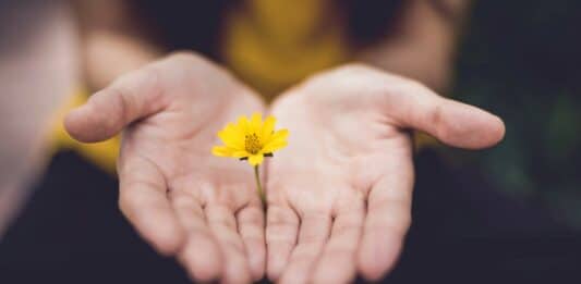 Hoffnung Blume Dank