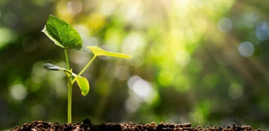 Eine kleine grüne Pflanze wächst aus der Erde. Die Sonne strahlt im Hintergrund.