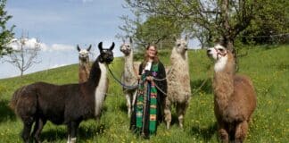 Evangelische Kirche stellt Lama-Pfarrerin ein Lama Pfarrerin Gottesdienst Pilgern