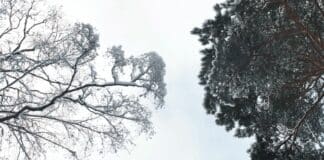 Glaube braucht Ambiguitätstoleranz! Gegensätze Baum Winter