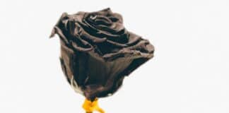 Beileid nach Todesfall bekunden: Das geht gar nicht Rose Schwarz Trauer Melancholie