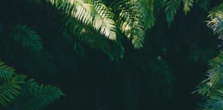Keine Angst mehr vor Neuanfängen Dschungel Grün Natur Pflanzen Ungewissheit Angst Furcht Neues