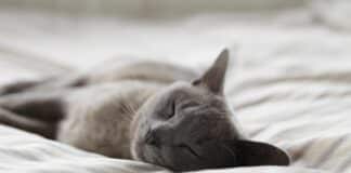 Gemeinde legt Sabbatjahr ein Katze Schlafen Pause Sabbat