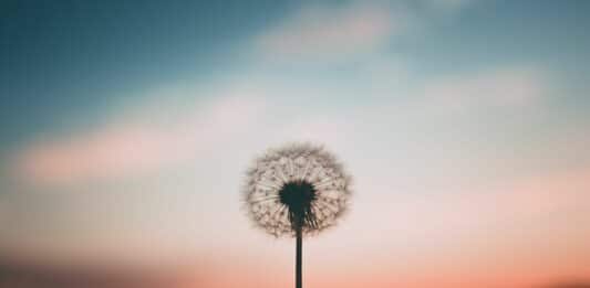 Löwenzahn Pusteblume Natur Frieden Ruhe