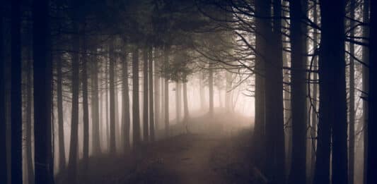 Weg im Wald im Nebel