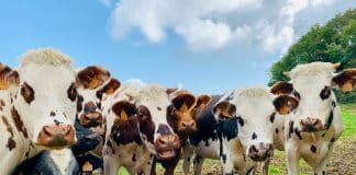 Theologin: Auch Tiere haben als Geschöpfe Gottes „unantastbare Würde“ Kühe auf der Weide
