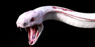Wo kommt der Teufel her? 3D Albino-Kobra