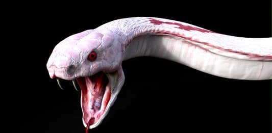 3D Albino-Kobra