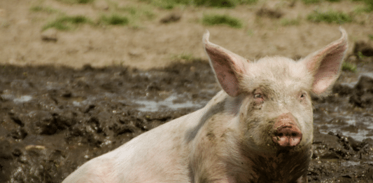Schwein
