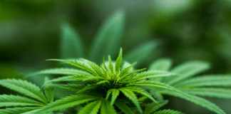 Cannabis – mehr als ein sanftes Kräutlein? Cannabis