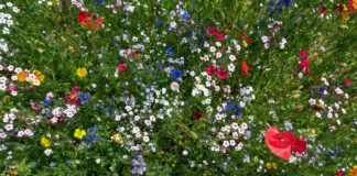 Grüner, bunter, zukunftssicher: Bethanien-Park wird umgebaut Blühwiese mit vielen Blumen