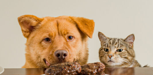 Hund und Katze vor einem Teller mit Fleisch